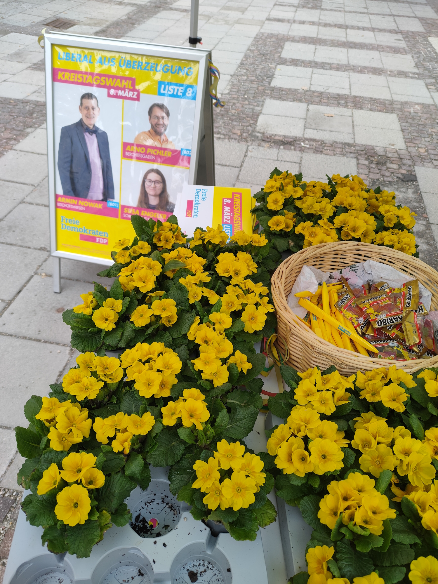 Gelbe Primeln - Ein Symbol für Aufbruch und Zukunft